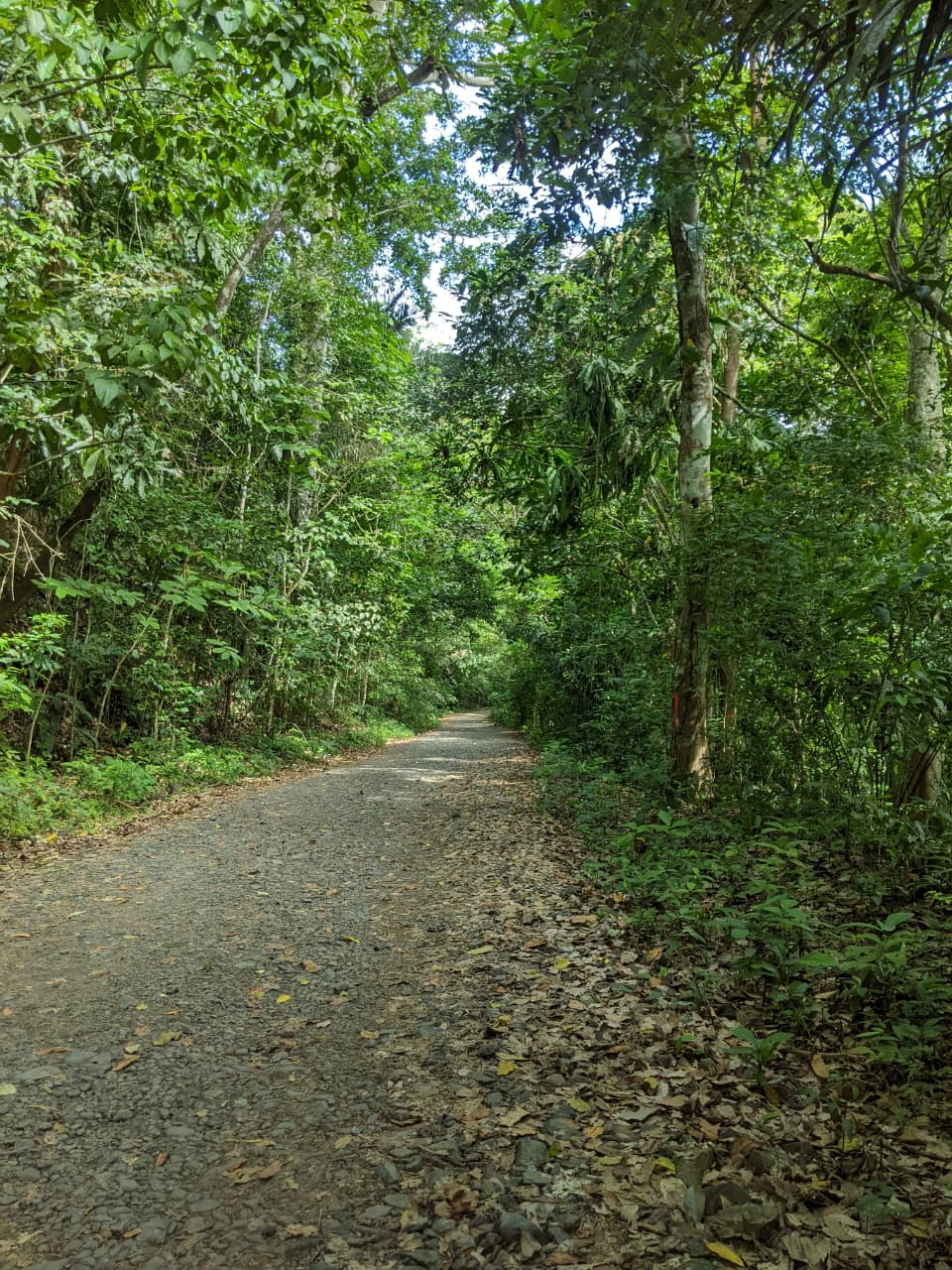 Sendero selvático en el interior del bosque panameño